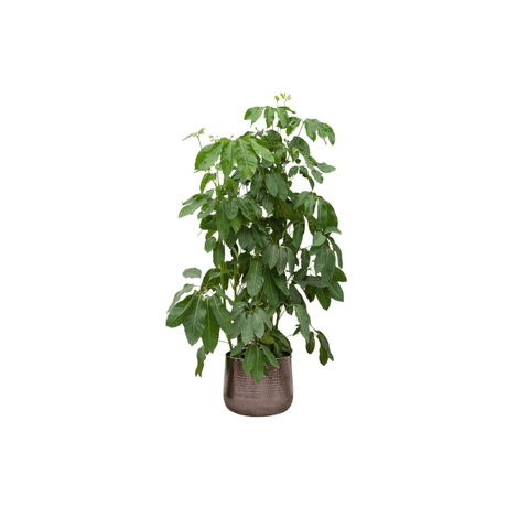 Schefflera (vingersboom)