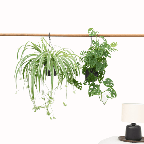 Hangingplants