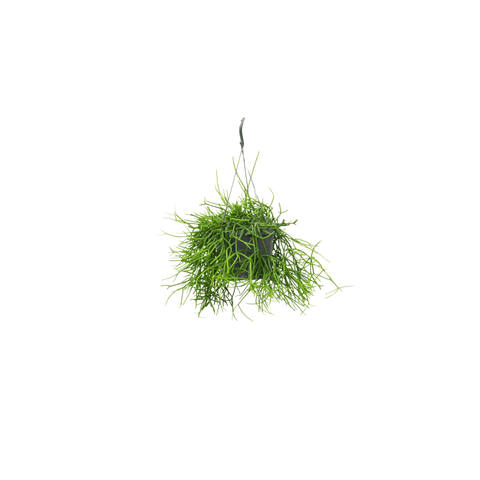 Rhipsalis (Rotskoraal)