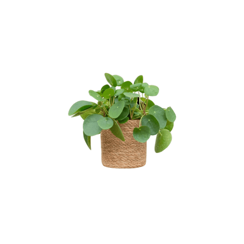 Pannenkoekplant (Pilea Peperomioidis)