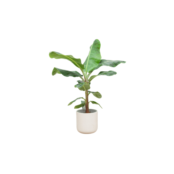 Bananenpflanze (Musa)