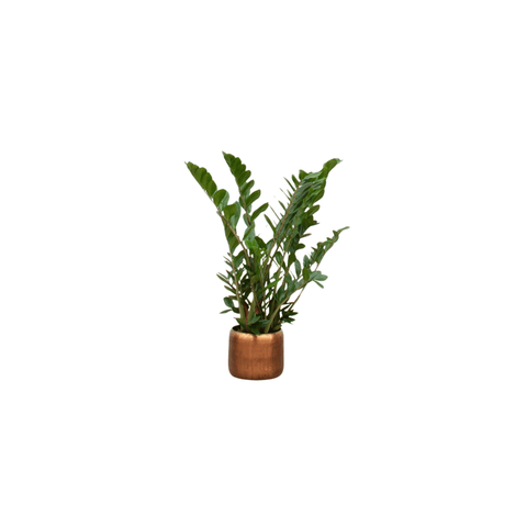 Zamioculcas