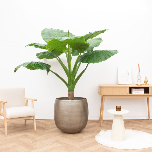 Alocasia Portodora collectie Green Bubble