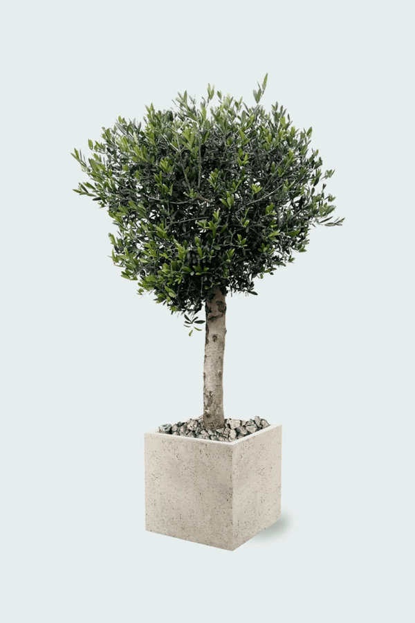 Combi deal buitenplant + pot collectie Green Bubble
