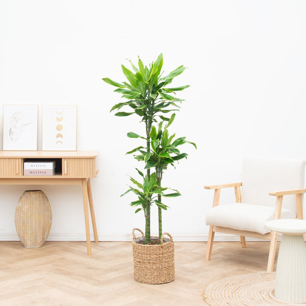 Dracaena Golden Coast collectie Green Bubble