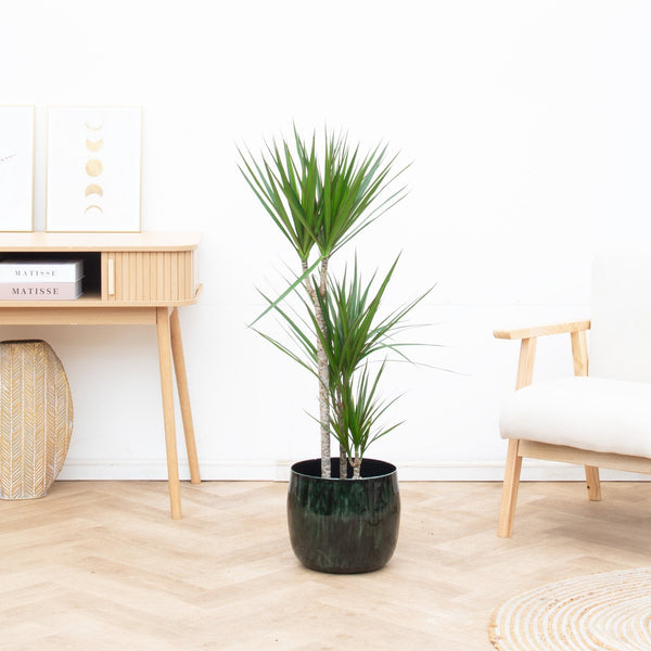 Dracaena Marginata collectie Green Bubble