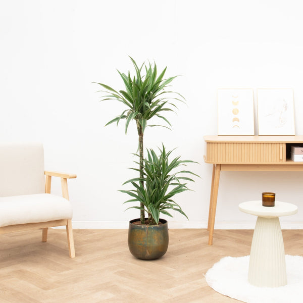 Dracaena Warneckei collectie Green Bubble