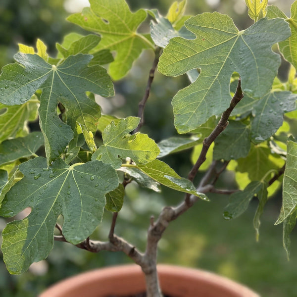 Vijgenboom (Ficus Carica) collectie Green Bubble