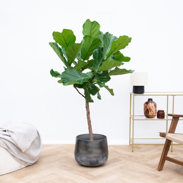 Ficus Lyrata collectie Green Bubble