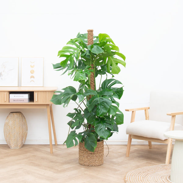 Monstera Deliciosa collectie Green Bubble