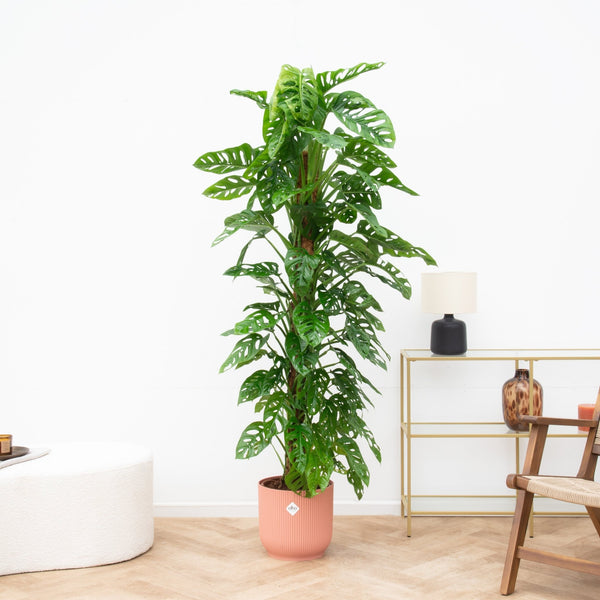 Klimplanten voor binnen