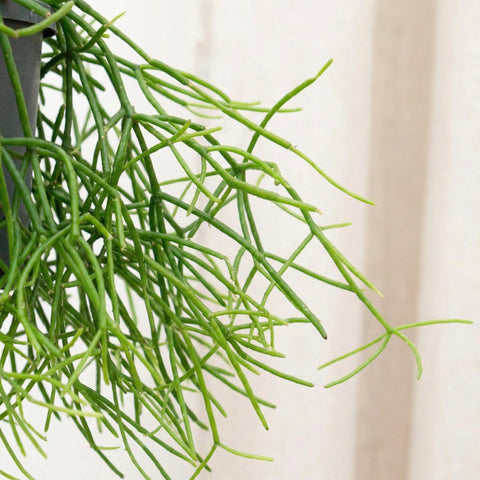 Rhipsalis (corail de roche) collectie Green Bubble