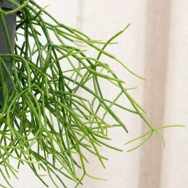 Rhipsalis (Rock coral) collectie Green Bubble