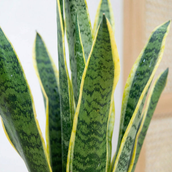 Sansevieria (Vrouwentong) collectie Green Bubble