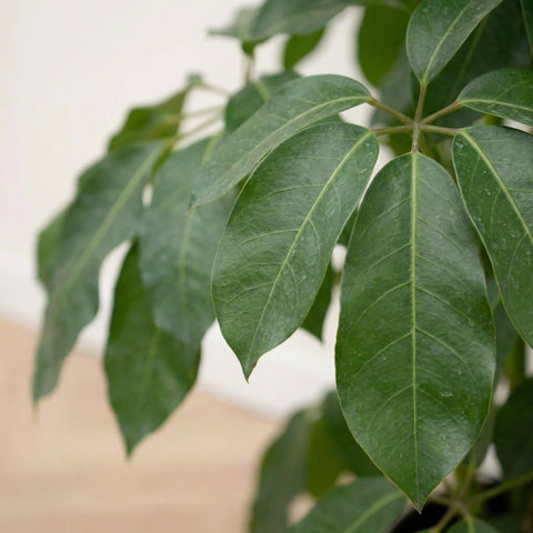 Schefflera (arbre à doigts) collectie Green Bubble