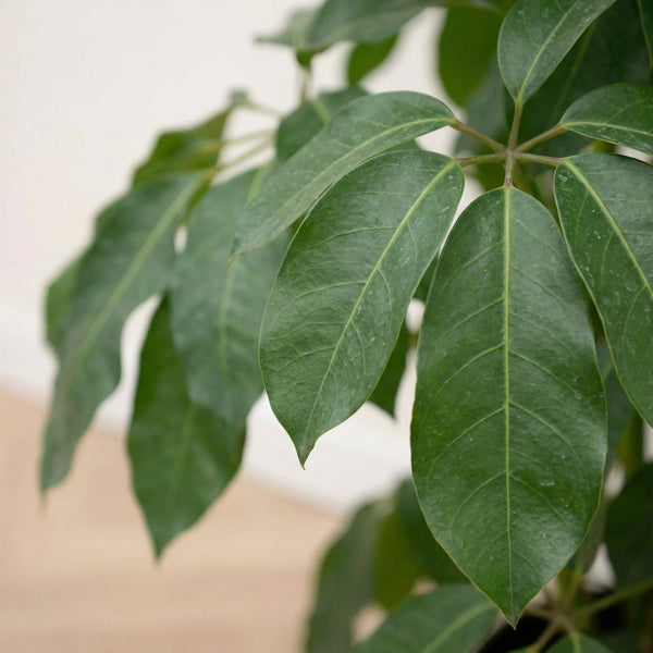 Schefflera (vingersboom) collectie Green Bubble