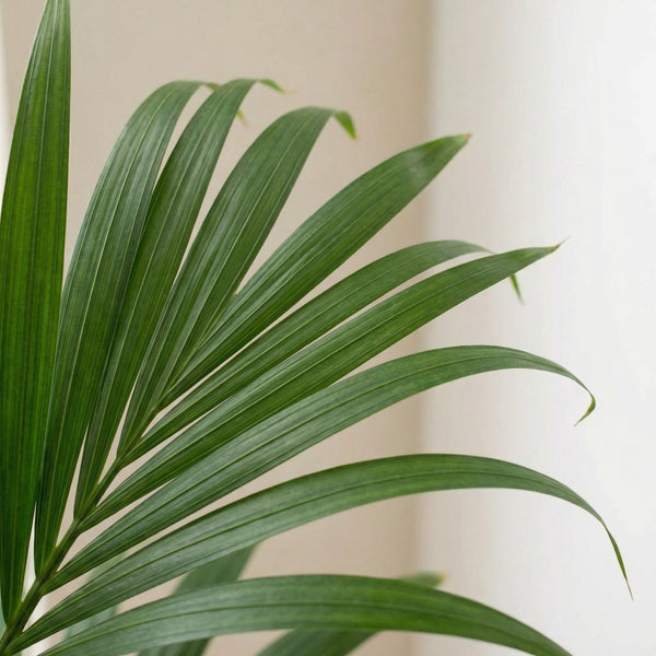 Kentia palm (Howea forsteriana) collectie Green Bubble
