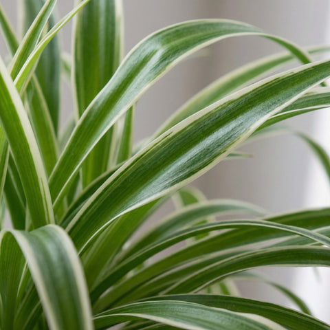 Lys d'herbe (Chlorophytum Comosum) collectie Green Bubble