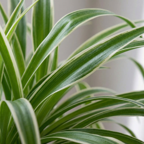 Graslelie (Chlorophytum Comosum)