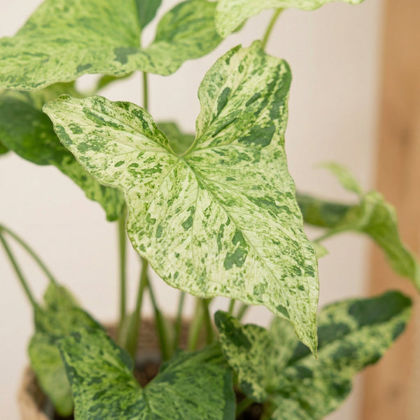 Syngonium collectie Green Bubble
