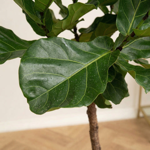 Ficus