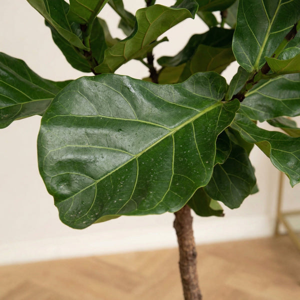 Ficus