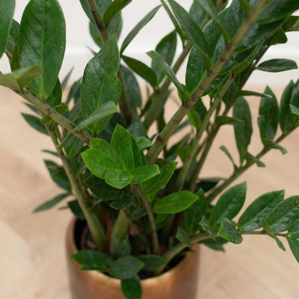 Zamioculcas collectie Green Bubble