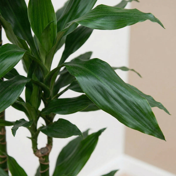 Dracaena (Drakenbloedboom) collectie Green Bubble