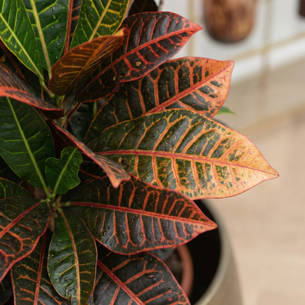 Croton collectie Green Bubble