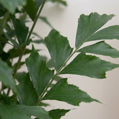 Caryota Mitis (vissenstaartpalm)