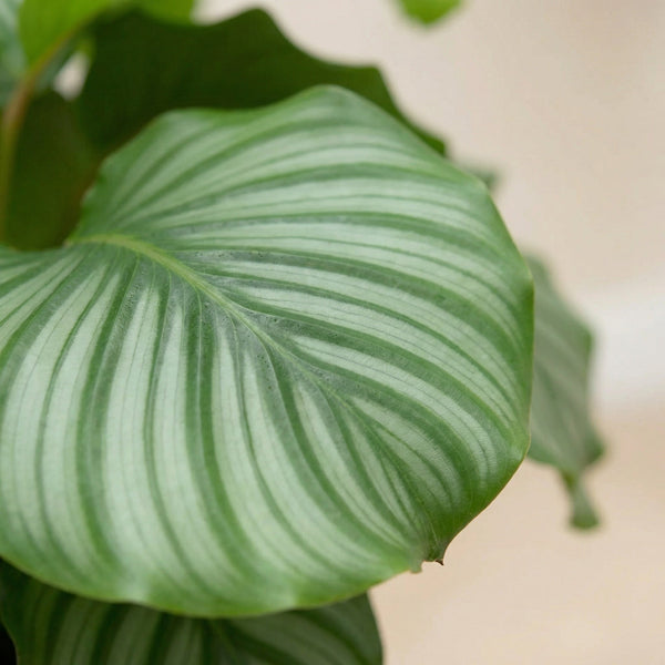 Calathea collectie Green Bubble