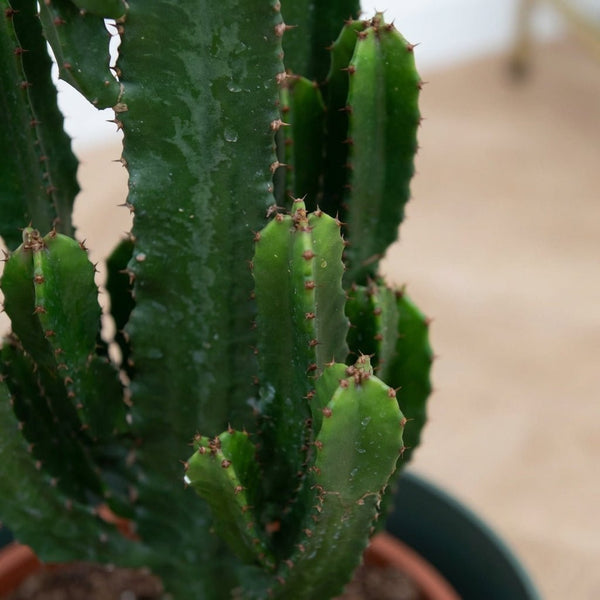 Cactus collectie Green Bubble