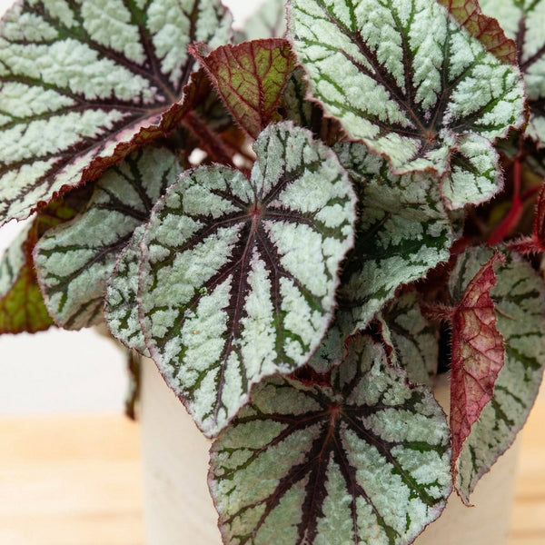Begonia (stippenplant) collectie Green Bubble