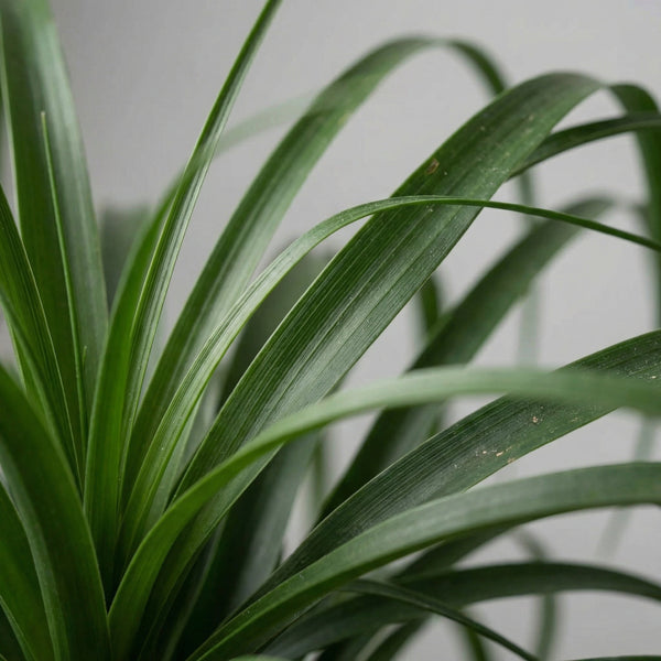 Beaucarnea collectie Green Bubble