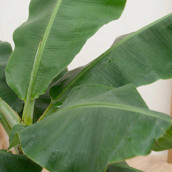Bananenplant  (Musa) collectie Green Bubble