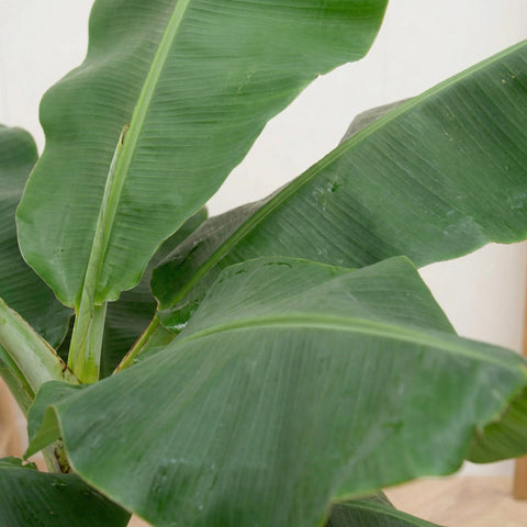 Banana plant (Musa)