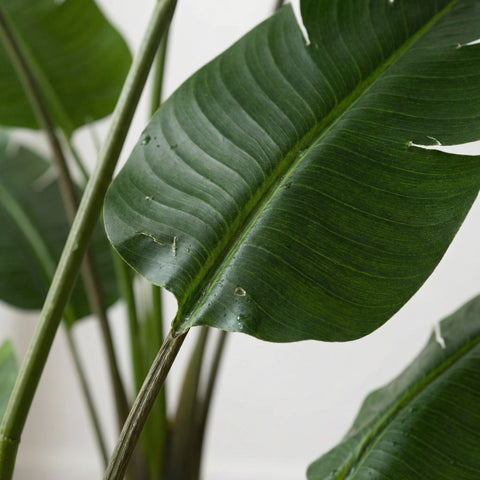 Kunst Strelitzia (Paradijsvogelplant)