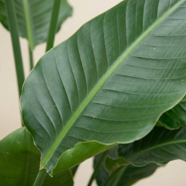 Strelitzia (plante oiseau du paradis)