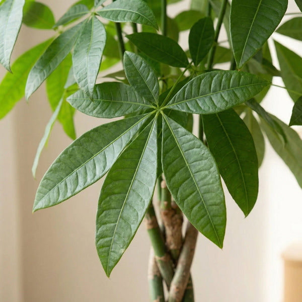 Pachira Aquatica (Geldbaumpflanze) collectie Green Bubble