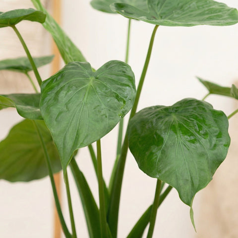 Alocasia (Plante à oreilles d'éléphant) collectie Green Bubble