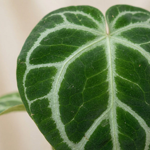 Anthurium collectie Green Bubble