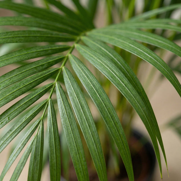 Areca palm (Dypsis Lutescens)