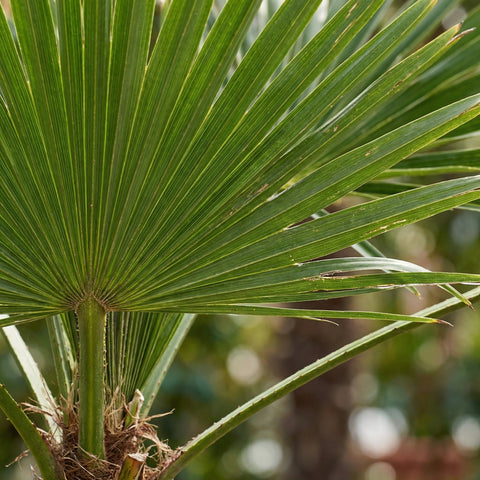 Pielęgnacja Trachycarpus Fortunei collectie Green Bubble