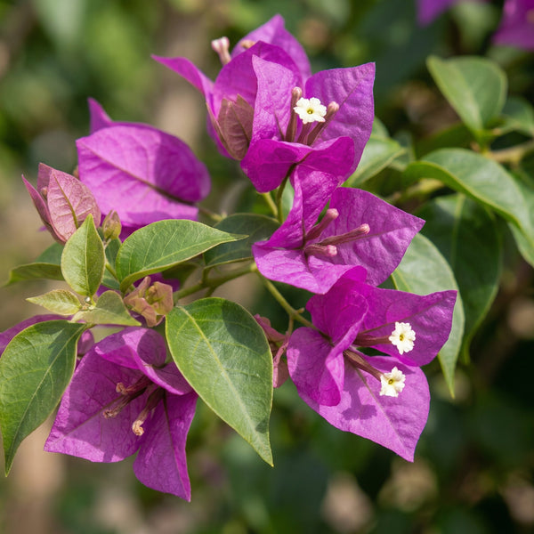 Bougainville