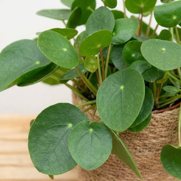 Pfannkuchenpflanze (Pilea Peperomioidis) collectie Green Bubble