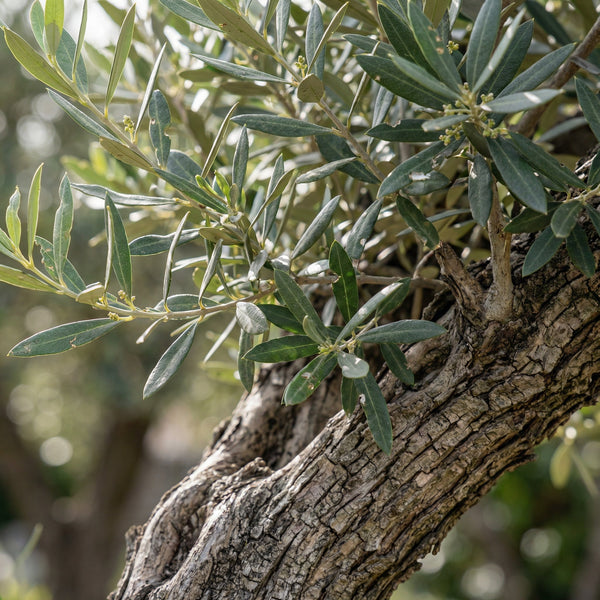 Olea Olivenbäume collectie Green Bubble