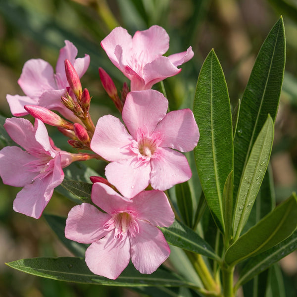 Nerium Oleander