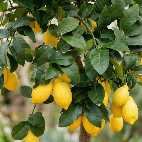 Citroenbomen