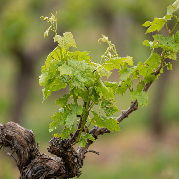 Druivenboom (Vitis Vinifera) collectie Green Bubble