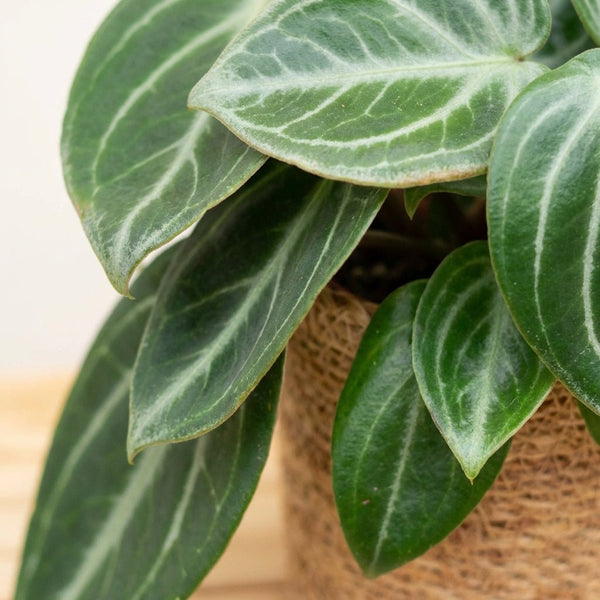 Peperomia collectie Green Bubble